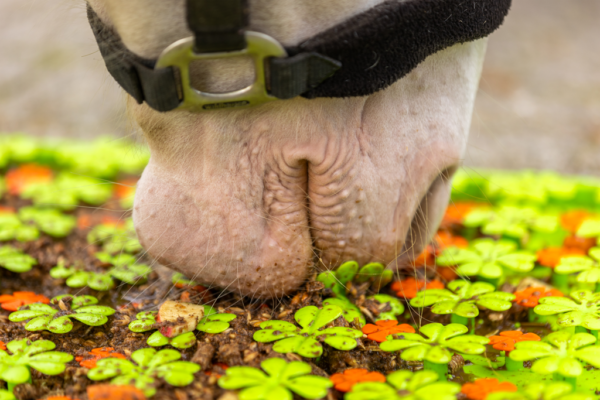 Excellent Horse Snuffle mat - Afbeelding 6