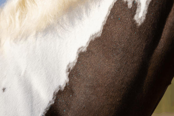 Excellent Horse Hi Gloss Glitter Spray Silver 250 ml (250 ml) - Afbeelding 6